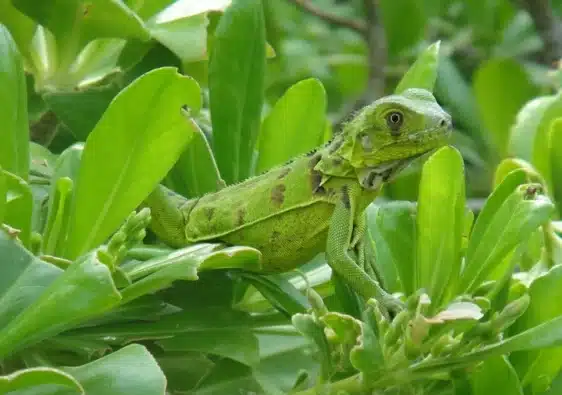 Bonaire Highlights