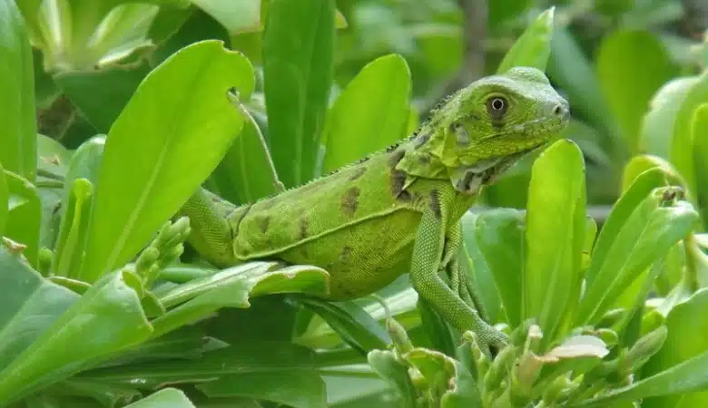 Bonaire Highlights