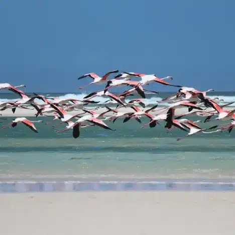 Aruba mit dem Mietwagen