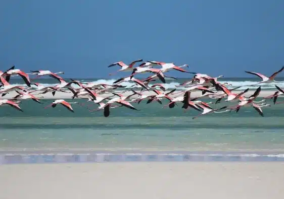 Flamingos auf Aruba