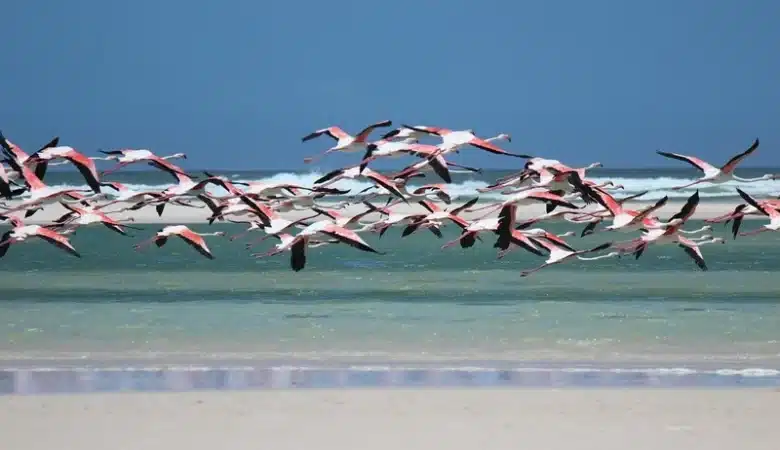 Flamingos auf Aruba